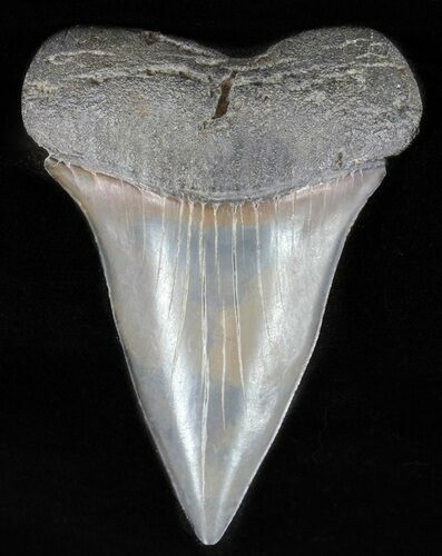 Large, Fossil Mako Shark Tooth - Georgia #61684